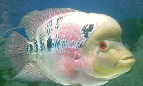羅漢魚的飼養方法