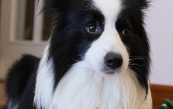 狗狗突然不吃飯一點精神也沒有是什么原因