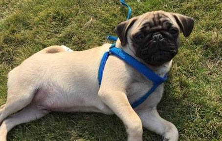 巴哥犬都有體臭的嗎