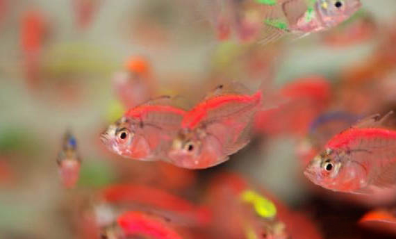 米奇魚生小魚前兆