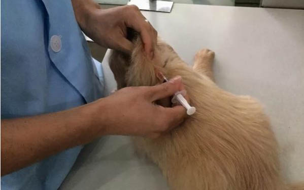 金毛幼犬可以吃面包嗎