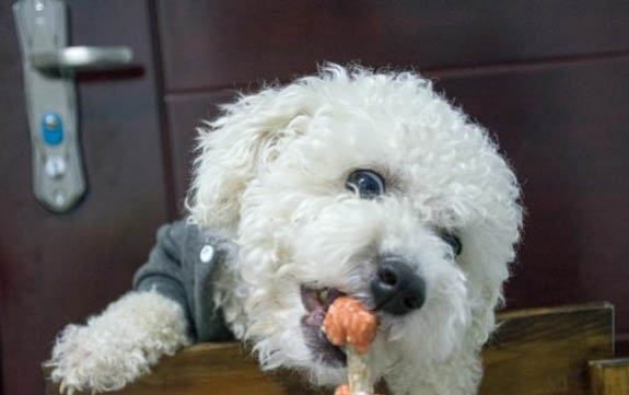比熊犬為什么會吃糞便？如何處理以及注意事項是什么？