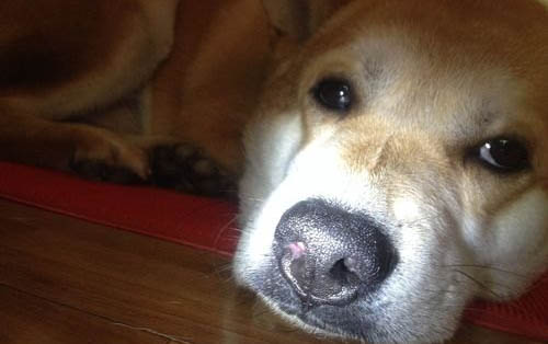 狗狗流產有哪些癥狀