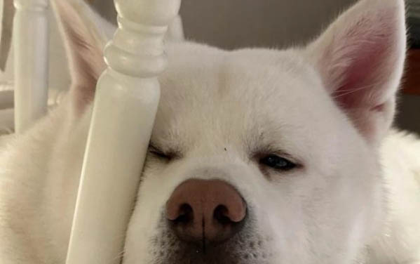 狗狗為什么會吐舌頭