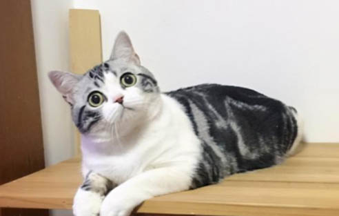 貓咪懷孕多久能看出來？