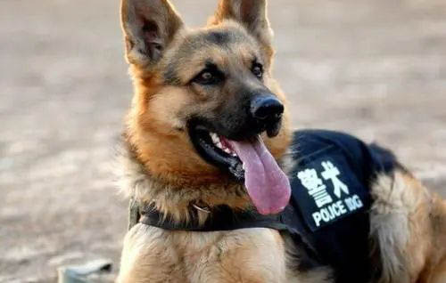 緝毒犬都是什么品種
