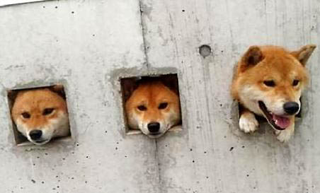 柴犬是日本的土狗嗎