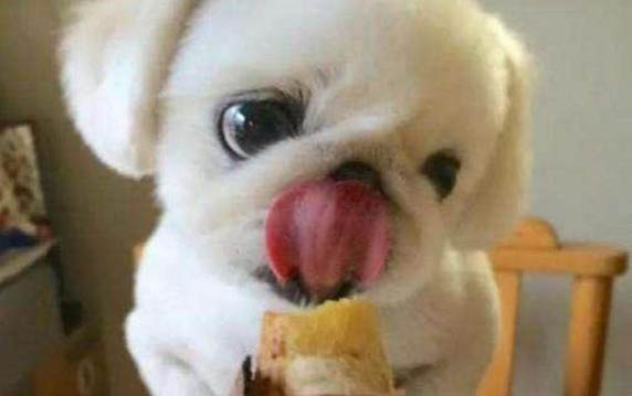 小狗吃了一點點巧克力有事嗎