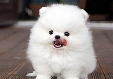 博美犬來回瘋跑是干嘛