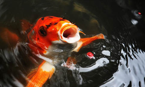 冬天錦鯉魚多久喂一次