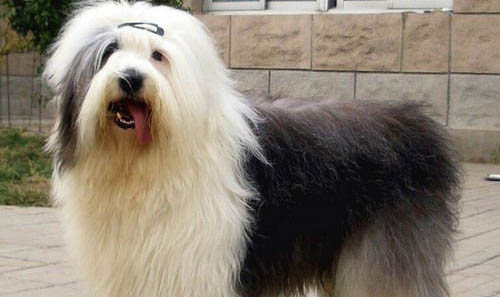 狗狗產后熱癥狀有哪些