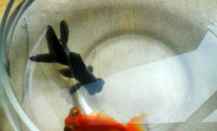 水桶里養金魚能活多久
