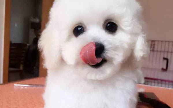 狗狗吃雞骨頭會自愈嗎