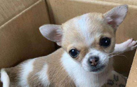 吉娃娃和小鹿犬哪個好養