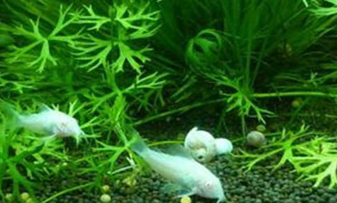銀龍魚趴缸會不會死