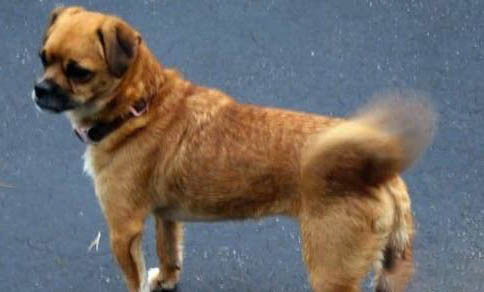 犬科動(dòng)物和貓科動(dòng)物哪個(gè)厲害