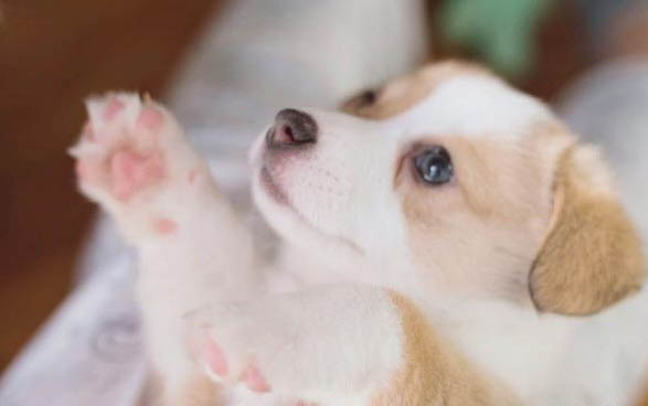 狗狗吐血水了還能活嗎