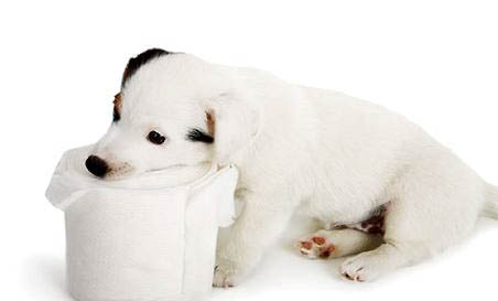 狗狗有蟲的癥狀有哪些