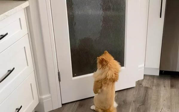 小貓為什么哭