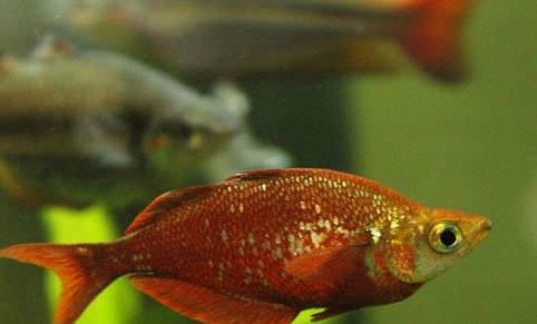 金魚可以和燈魚混養嗎