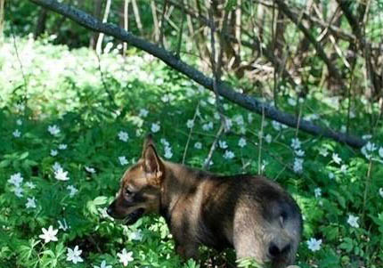 柯基犬和比熊哪個好養