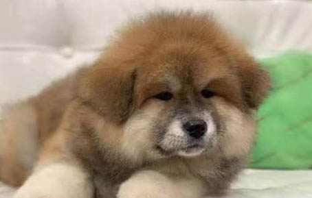 狗狗肝不好吃什么食物調理好