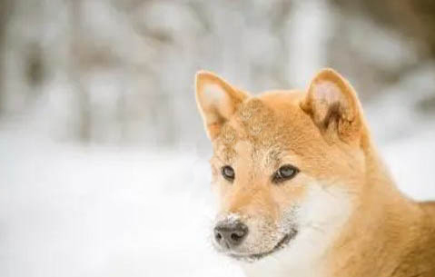 柴犬每天一個雞蛋黃可以嗎？