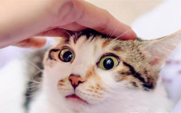 貓仔眼睛渾濁原因