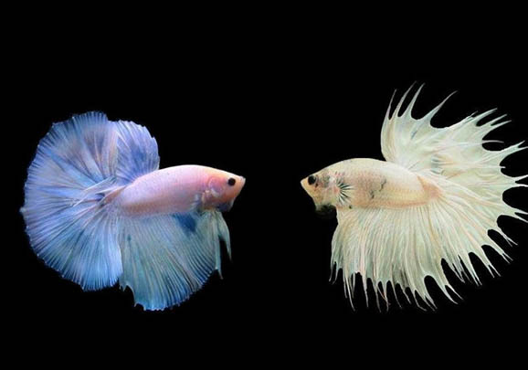 金魚缺氧怎么辦?