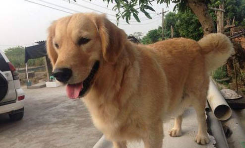 狗狗感冒有什么藥好