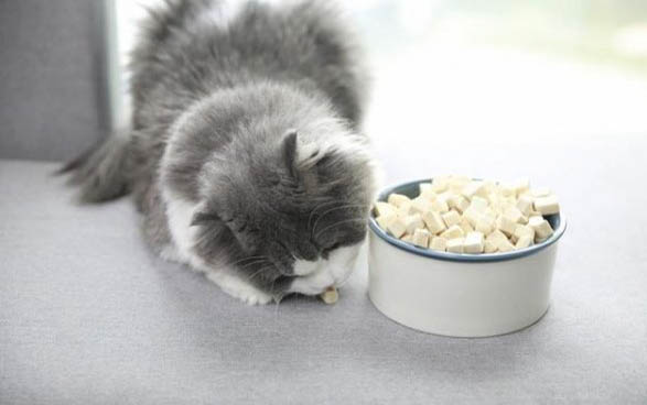 小貓飼養注意事項