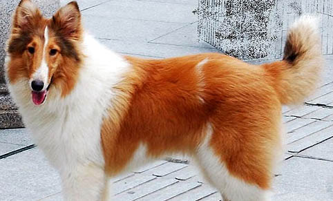 蘇格蘭牧羊犬掉毛的原因及處理方法