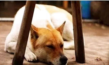 中華田園犬是禁養犬嗎