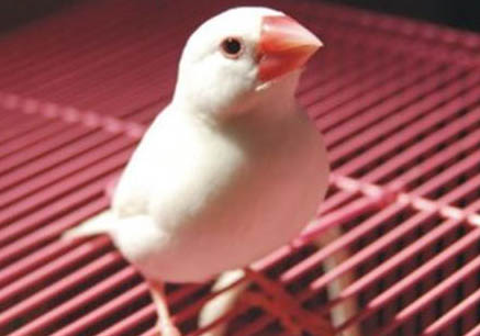 飼養白文鳥的注意事項