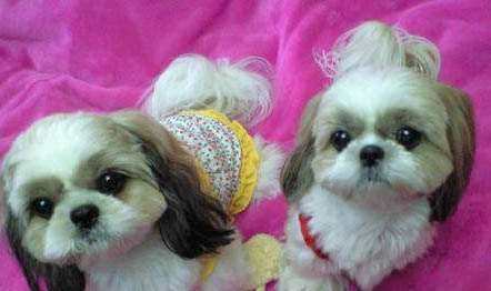 西施犬壽命
