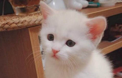 小奶貓很臟能洗澡嗎?
