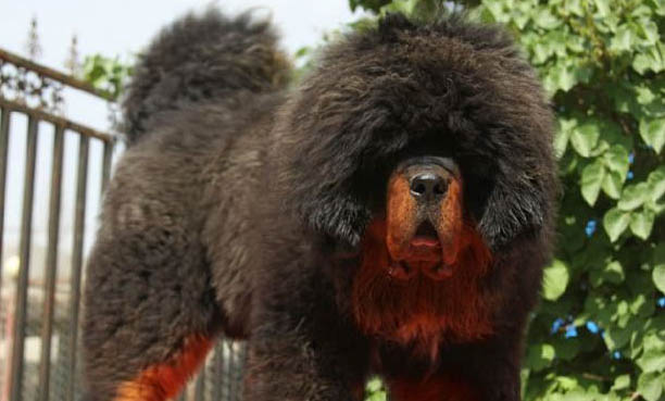 藏獒天一在哪里