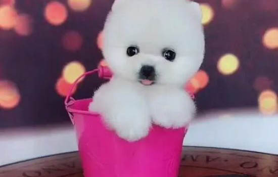 茶杯犬和金毛哪個好