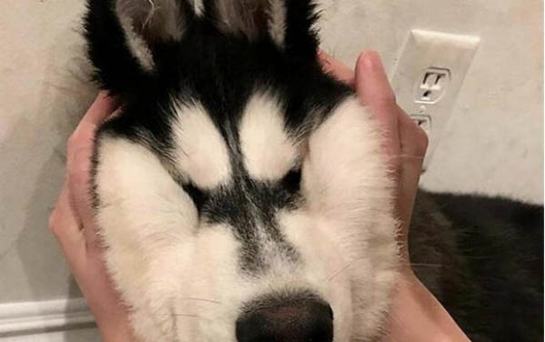 小狗耳朵癢怎么辦