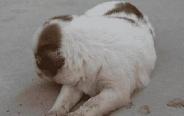 狗狗不能吃的食物有哪些？