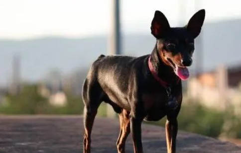 小鹿犬價格多少錢一只