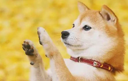 怎么區(qū)別柴犬