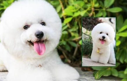 幼犬吃草的原因及處理方法