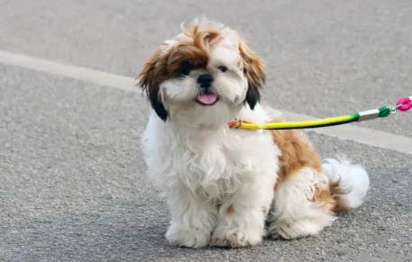 西施犬細小是什么原因引起的
