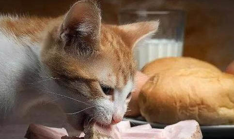 貓多大發情