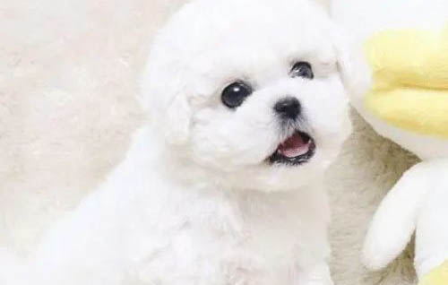 狗狗得腸炎會(huì)怎么樣啊?