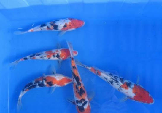 怎么預(yù)防錦鯉攻擊別的魚