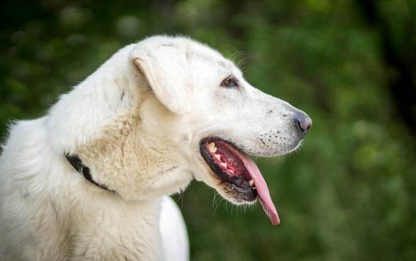 狗狗懷孕能吃蝦嗎