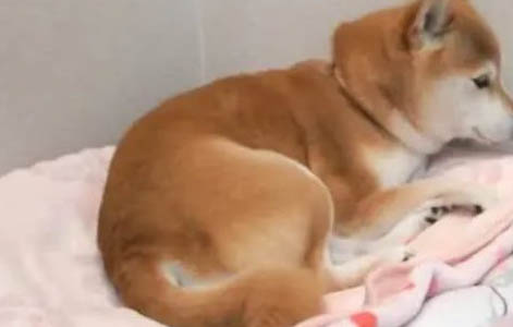 柴犬窩咳吃什么藥最好