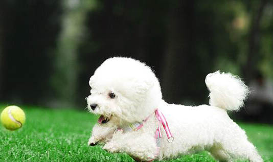 比熊犬得了抑郁癥怎么辦